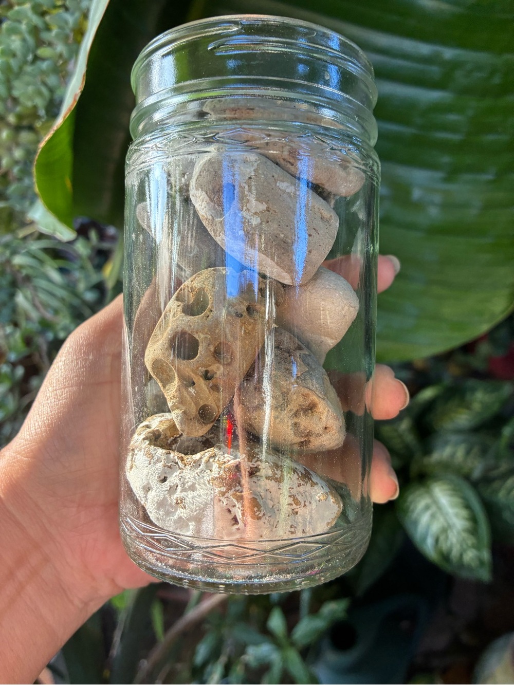13 Hag stones witch stones in protective amulets a glass jar #fairystones